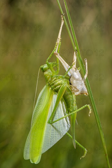 Great Green Bush-cricket