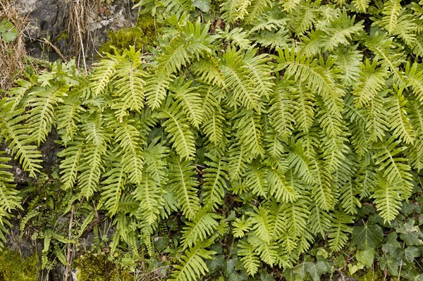 Southern Polypody