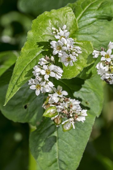 Common buckwheat