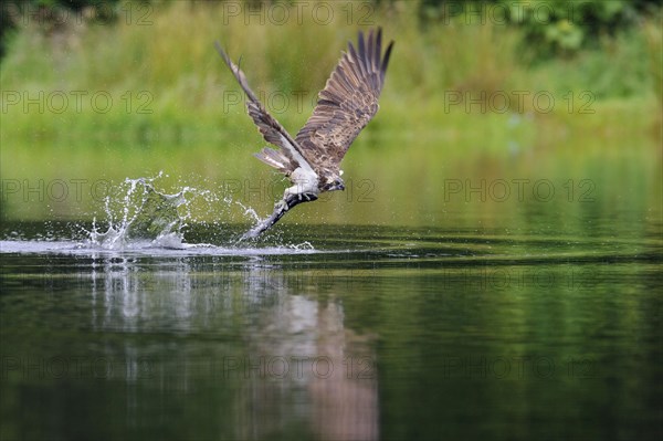 Western osprey