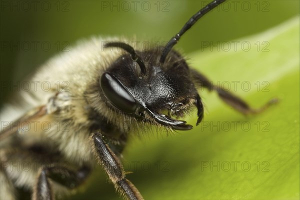 Mining Bee