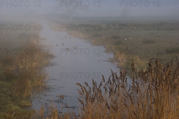 Mist shrouded freshwater dyke with Eurasian Wigeon
