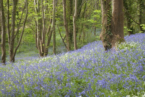 Endymion hyacinth
