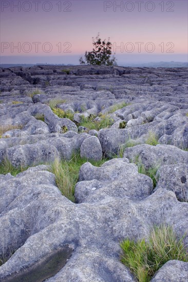 Limestone pavements and grasses at dusk