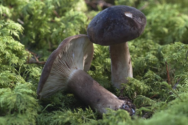 (Lactarius) picinus