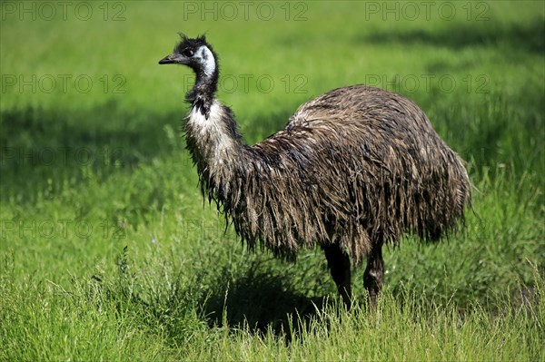 Emu