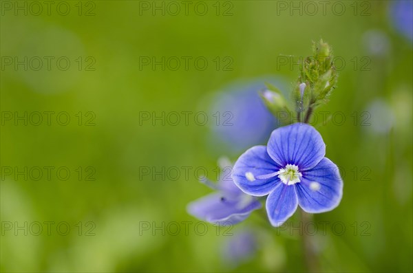 Germander germander speedwell