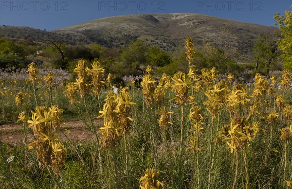 Yellow yellow asphodel