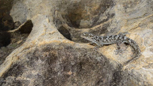 Small-scaled leaf-toed gecko