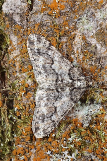 White grey broad-winged moth