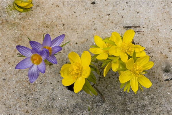Winter aconite