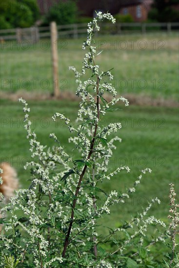 Common Mugwort