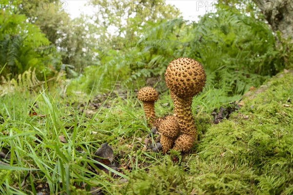 Shaggy Scalycap