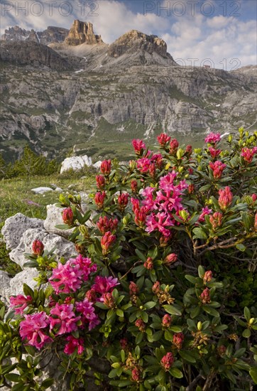 Hairy alpenrose