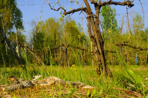 Grass snake