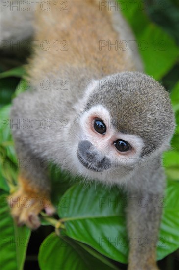 Common squirrel monkey