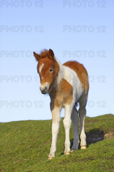 Dartmoor Pony
