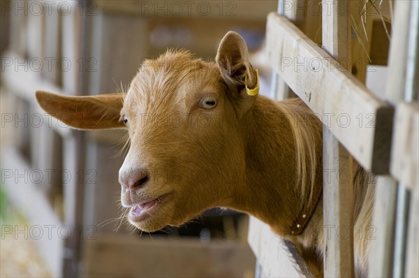Domestic goat
