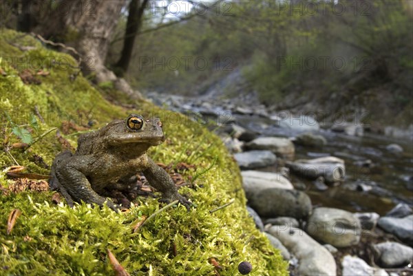 Common Toad