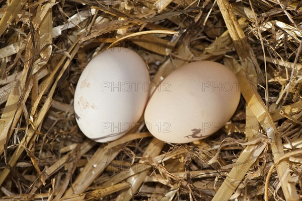 Domestic Chicken