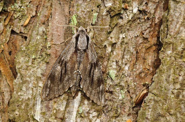 Pine Hawkmoth