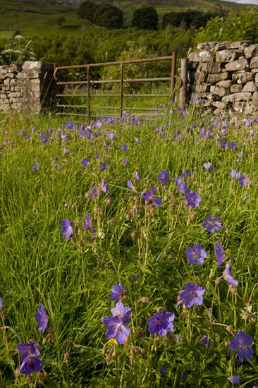 Flowering meadow cranesbill