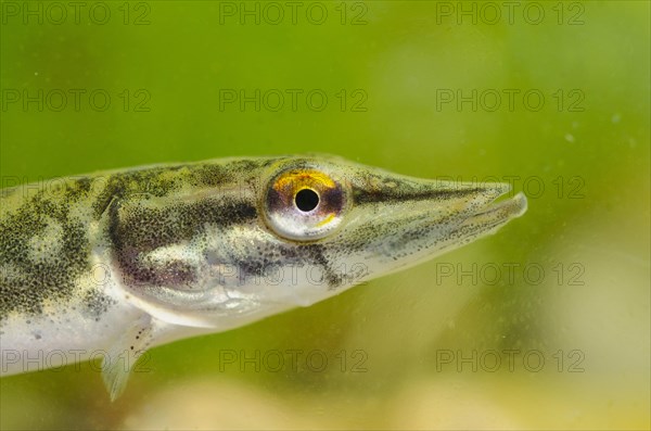 Pike