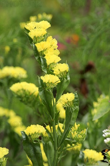 Sea lavender