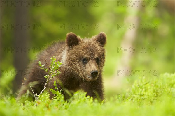 European brown bear