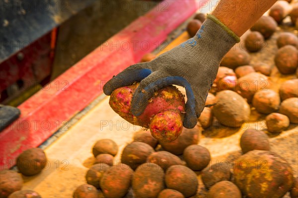 Potato