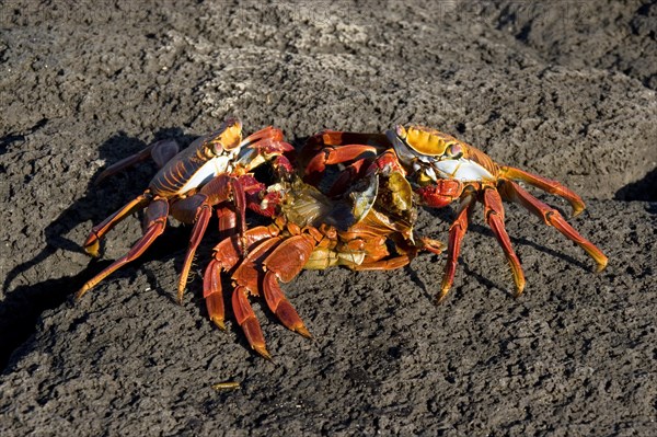 Two sally lightfoot crabs