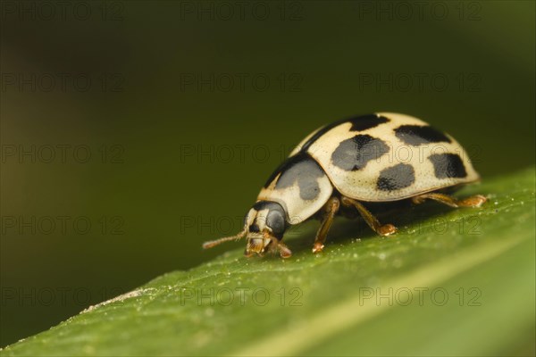 Fourteen-spot Ladybird