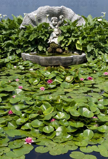 Flowers and leaves of the ornamental water lily
