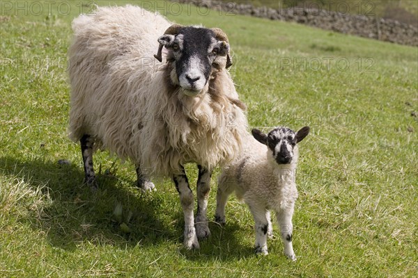 Domestic sheep