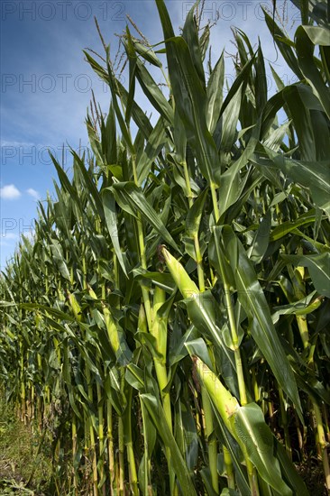 Maize