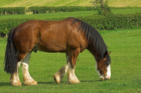 Clydesdale stallion