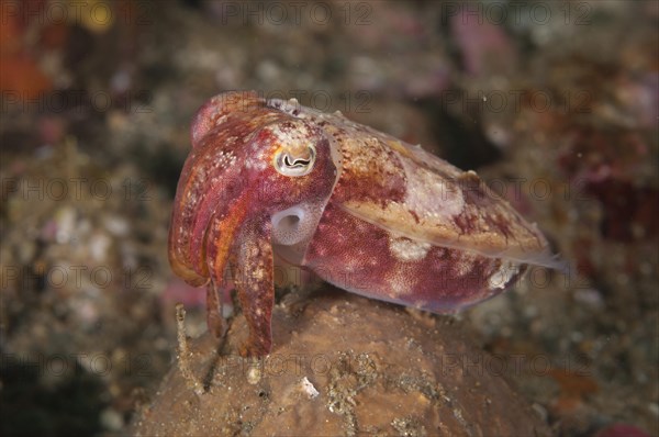 Broadclub cuttlefish