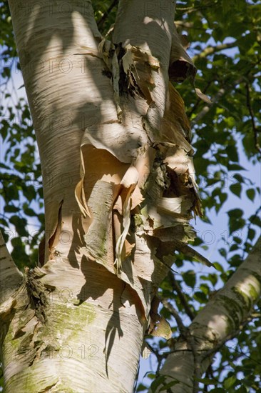 Erman's birch