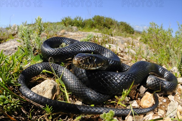Western green whip snake