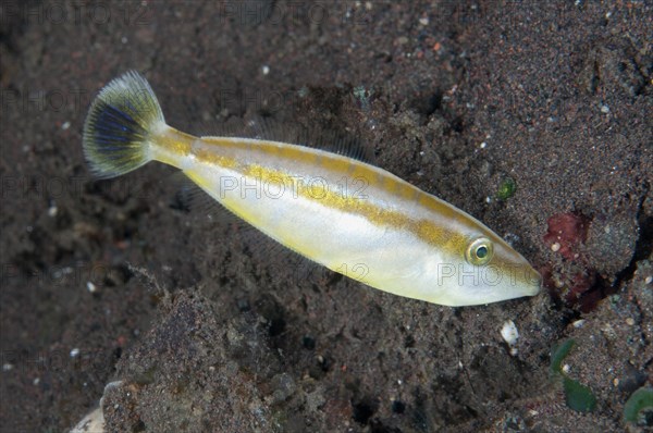 Rhinoceros Filefish