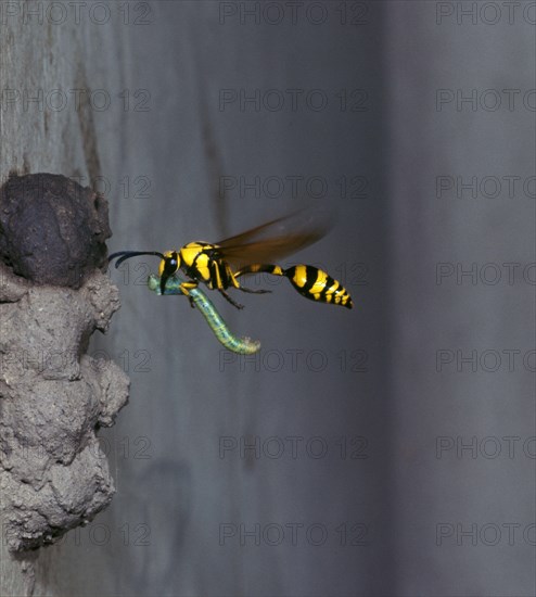 Clay Wasp