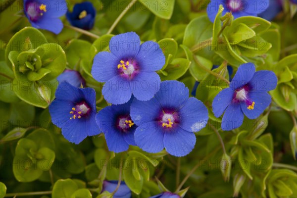 Scarlet Pimpernel