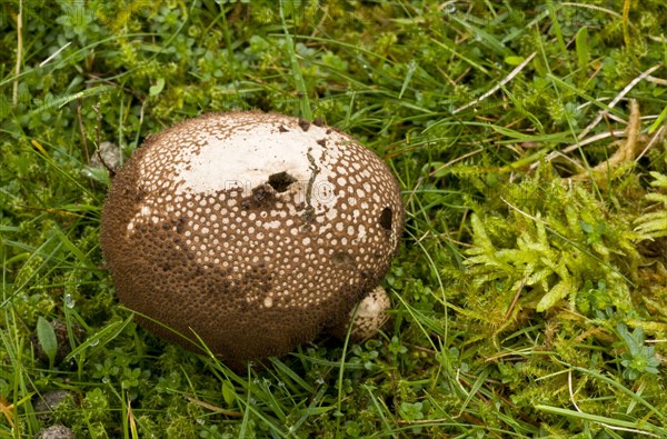 Dusky Puffball