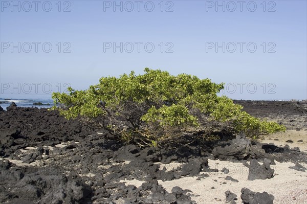White Mangrove