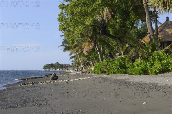 Coconut palms