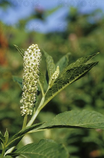 Chinese pokeweed