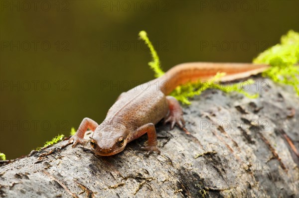 Newt