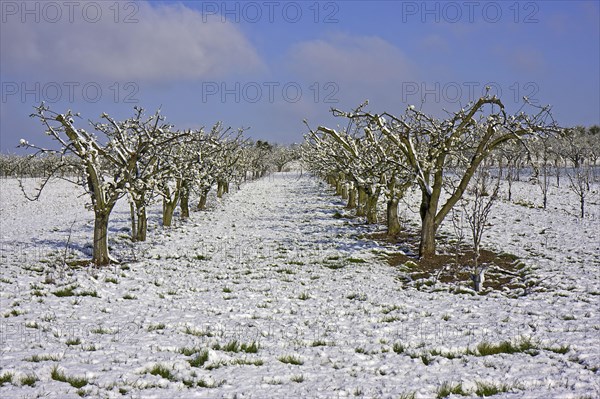 Cultivated apple trees