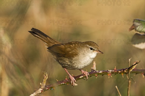Cetti's Warbler
