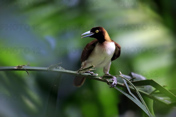 Lesser Bird of Paradise